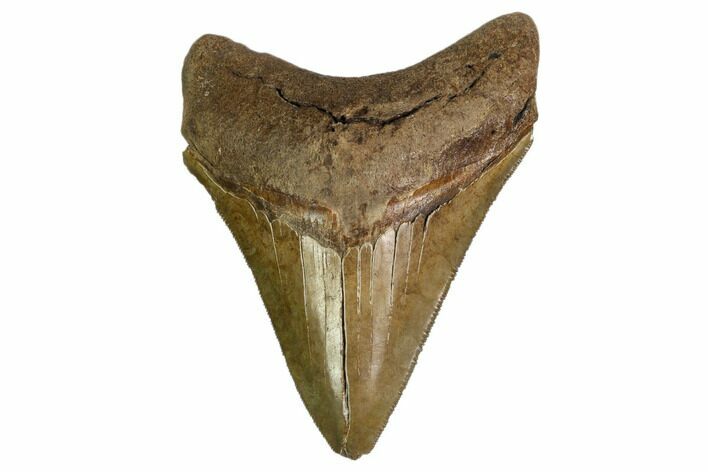 Serrated, Fossil Megalodon Tooth - Georgia #159746